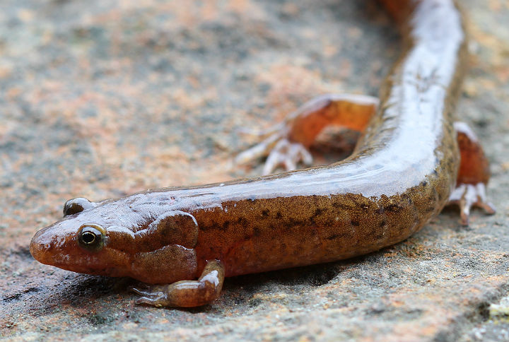 Dusky Salamander